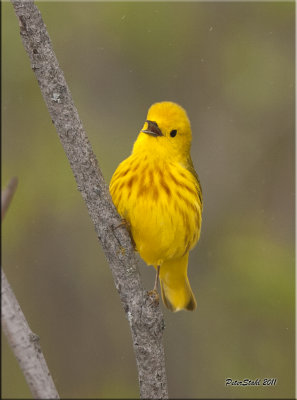 Yellow Warbler.jpg