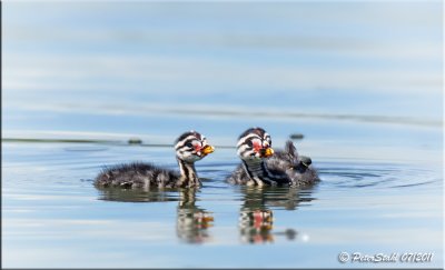 Baby Red Necked Grebes.jpg