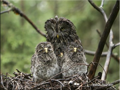 GG and 3 owlets.jpg