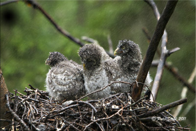 Three owlets in the rain.jpg