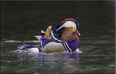 Mandarin duck.jpg