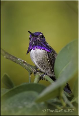 Male Costa's Hummingbird.jpg