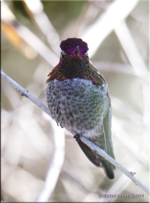  Anna's Hummer Male.jpg