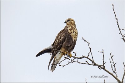 Rough-legged Hawk