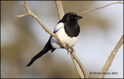 Black-billed Magpie.jpg