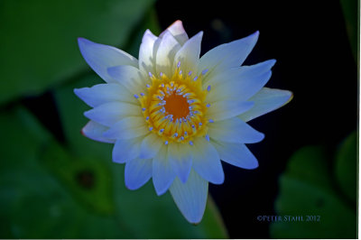 Water Lily.jpg
