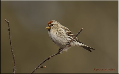 Common Redpoll.jpg