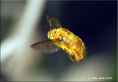 Bee maui.jpg