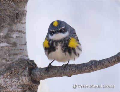 Yellow -rumped warbler.jpg