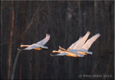 Tundra Swans.jpg