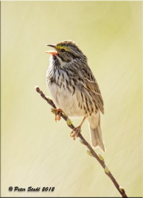 Savannah  Sparrow.jpg