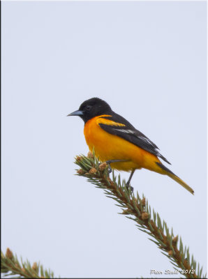 Baltimore Oriole.jpg