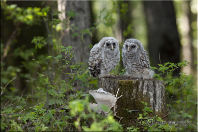 Pair of Barred Owlets.jpg