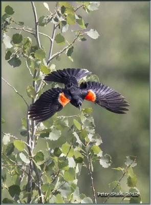Redwing blackbird.jpg