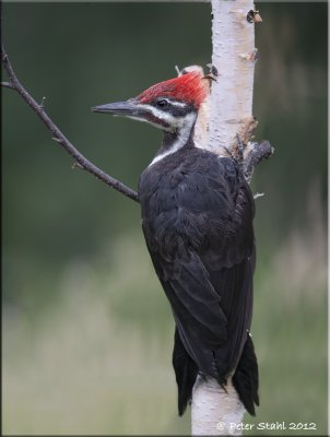 Pileated Juvenile.jpg