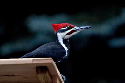 Pileated woodpecker1jpg