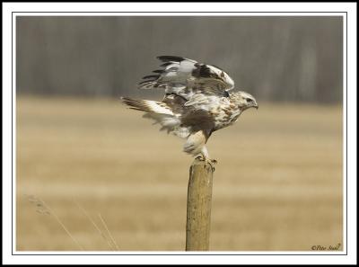 Roughed_ legged Hawk Post.jpg