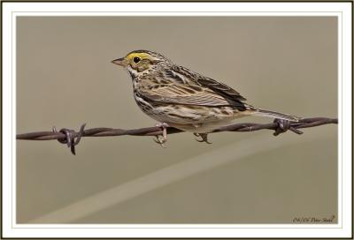 Savanna Sparrow.jpg