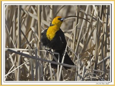 Yellowhead Blackbird.jpg