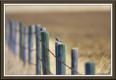 Bluebird female fence line.jpg