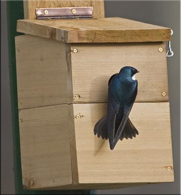 tree swallow new nest box.jpg