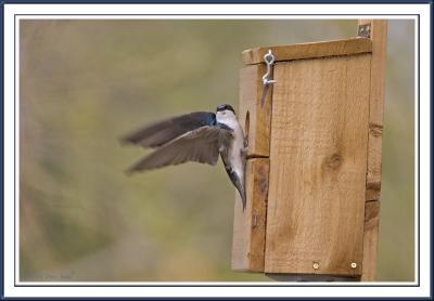 Swallow wings out nest box.jpg