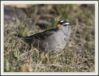 White-Crowned Sparrow.jpg