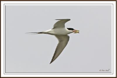 Common Tern .jpg