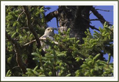 Merlin Hiding on top of Spruce.jpg