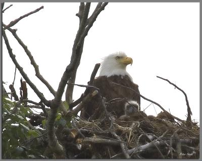 g4/28/595228/3/60928498.Eaglets.jpg