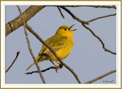 Yellow warbler.jpg