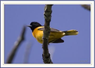 Baltimore Oriole.jpg