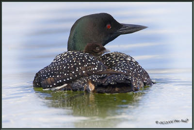 loons