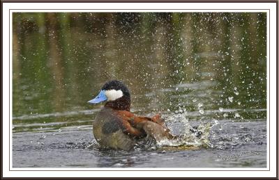Splishsplash having a bath Ruddy.jpg