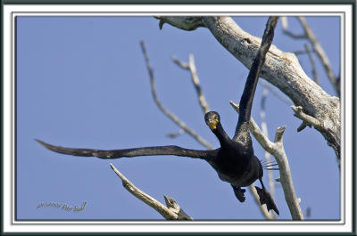 Double-Crested Cormorant.jpg