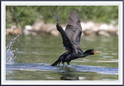 Cormorant take off.jpg