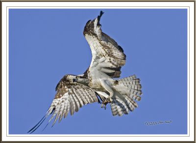 Osprey Landing.jpg