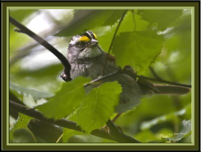  White throated Sparrow.jpg