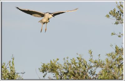 black-crowned_heron