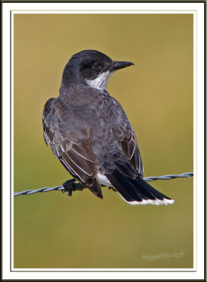 Eastern Kingbird.jpg