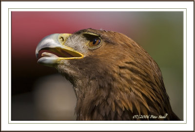 Golden Eagle.jpg
