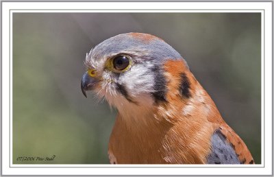 kestrel side profile.jpg