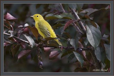 Yellow warbler In the light.jpg