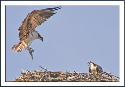 Osprey bringing home dinner to young one.jpg