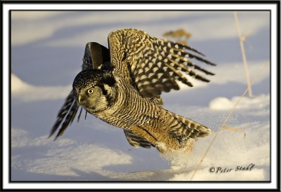 Northern Hawk owl.jpg