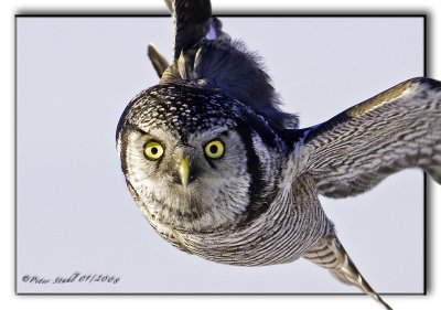 Northern Hawk Owls
