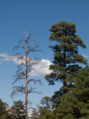 Flagstaff 8_5_11 162.jpg