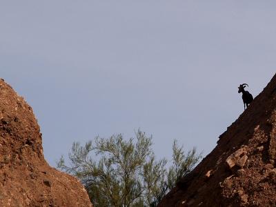 Bighorn Silhouette.jpg