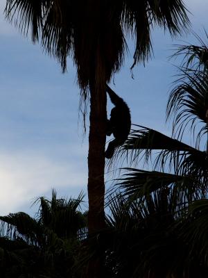 Chimp Silhouette.jpg