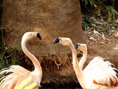 Flamingo Discussion.jpg